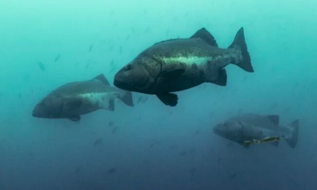 Фото: Тhe Сonversation