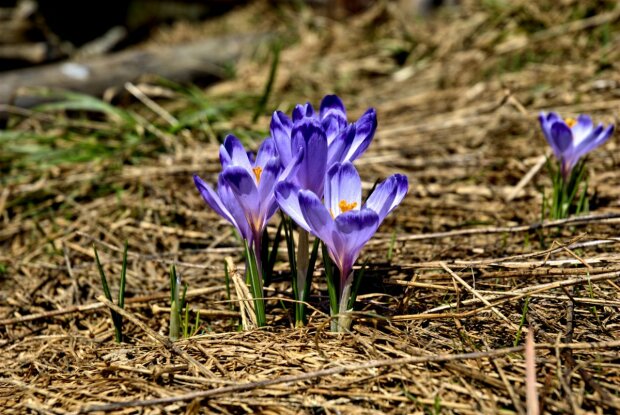 весна фото: pixabay