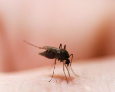 Латиноамериканкам рекомендуют не рожать до 2018 года