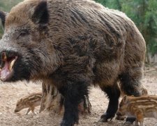 Дикі кабани із сім'ями заселяються в містах біля "Фукусіми"