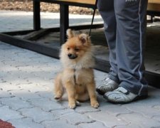 Влада збирається нажитися на домашніх улюбленцях українців