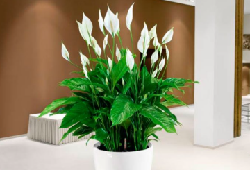 Спатифиллум, изображения из свободных источников