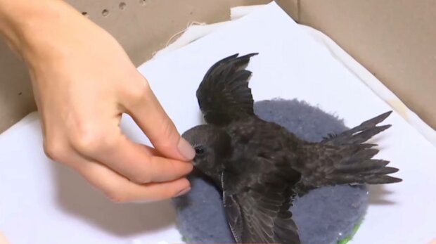 Прихистили птицю, фото: скріншот з відео