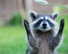 Єнот-мутант підняв на вуха жителів Нью-Йорка