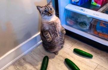Кот и огурцы, фото из соцсетей