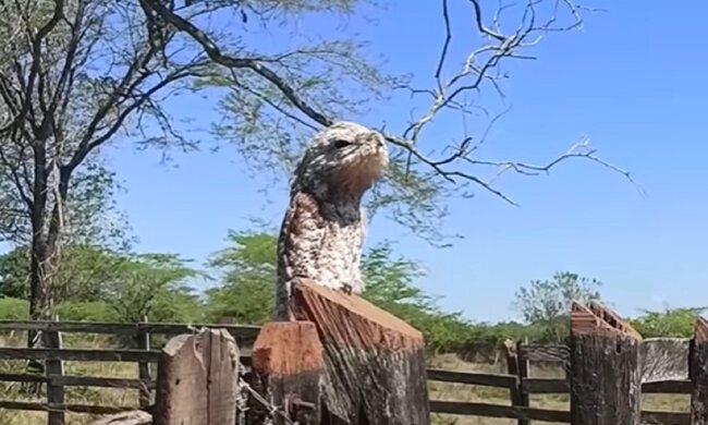 "Птица-призрак" диким криком загнал сердце в пятки удивленной женщине: "Я подумала, что это…”