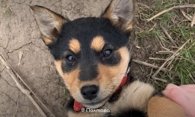 проект поиска дома бездомным животным из Украины