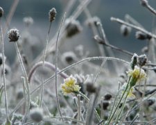  В Україні очікуються заморозки до -3 градусів