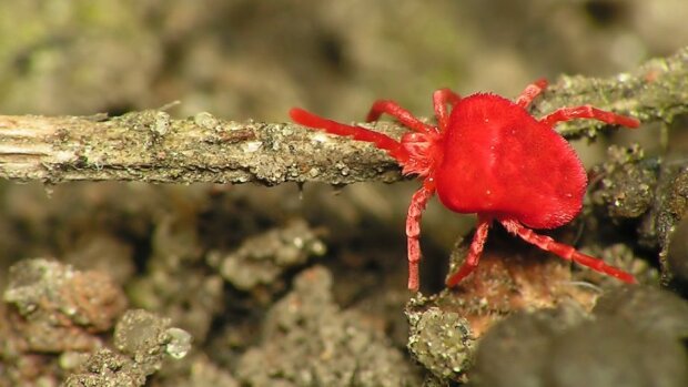 ����: znaj.ua