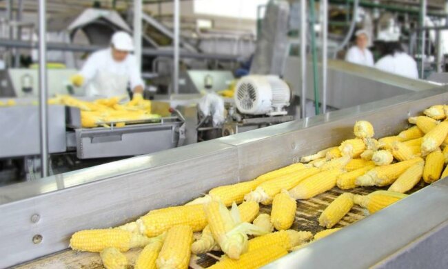 Китайці переїли української кукурудзи