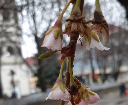 На Закарпатье неожиданно проснулась "безумная сакура" - не дождалась весны