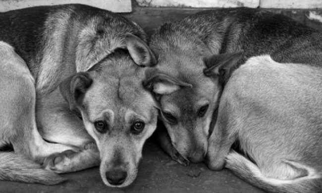 В Херсонском приюте неизвестные жестоко потравили собак