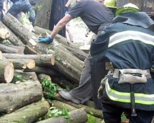 Вітер в Одесі повалив дерева (фото)
