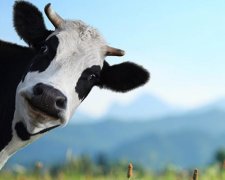 17-летняя девушка украла корову на Буковине