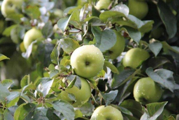 Панкреатит, гастрит і навіть руйнування емалі: кому і чому не можна їсти зелені яблука