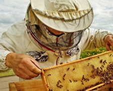 День пасечника Украины 2017: история и традиции праздника