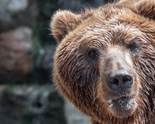 Медведица разорвала ребенка в Канаде