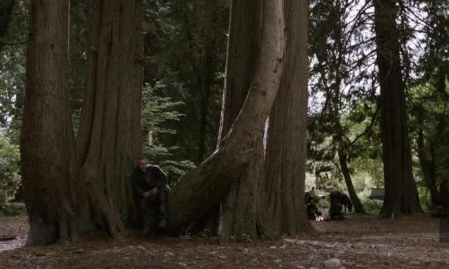 Старейшее в мире: найдено дерево, которое видело викингов