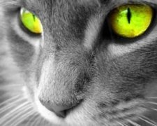 Наличие логики у котов доказали научно