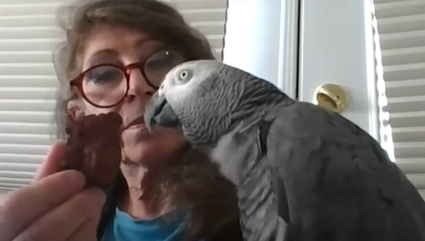 Попугай Гриффин, скриншот: YouTube