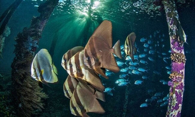 ТОП-20 лучших кадров подводного мира за 2015 год