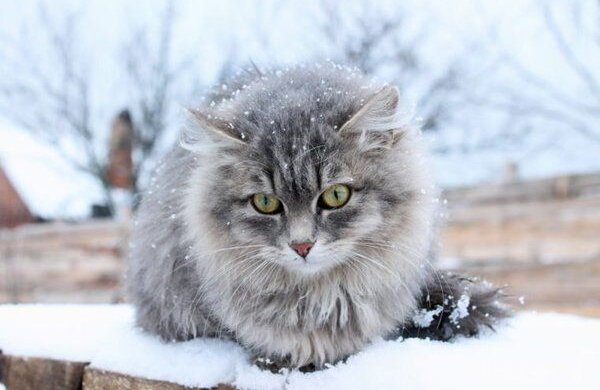 Кошка в зиму. Фото: свободные источники