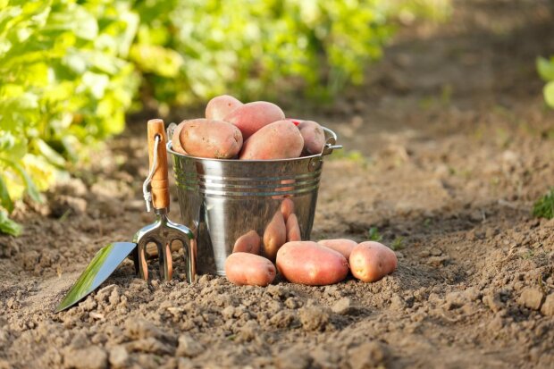 Картопля - коли та як правильно садити у 2021 році / фото ua.depositphotos.com