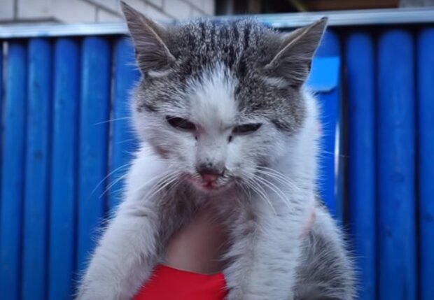 В Тернополе котов замуровали в сыром подвале - царапали стены в темноте и жалобно звали на помощь