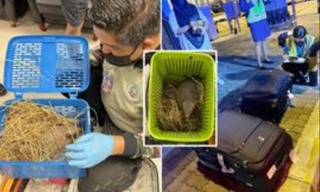 На этой неделе сотрудники аэропорта арестовали двух контрабандистов животных в Таиланде