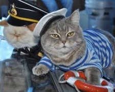 Коти-моряки стали зірками Facebook