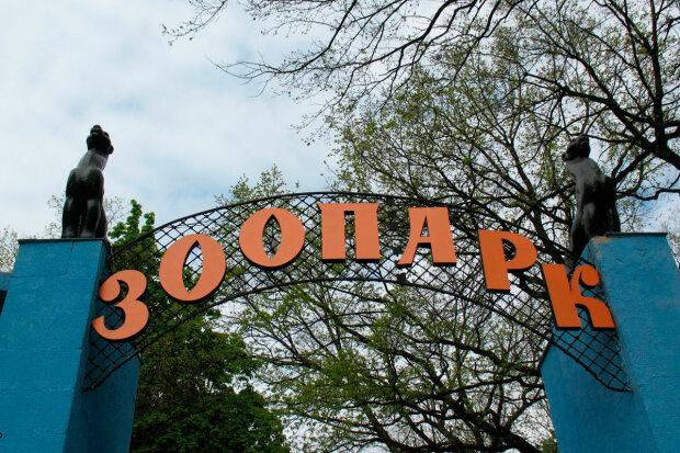 Харківський зоопарк чекає на незвичайне поповнення з Європи: ви повинні це побачити