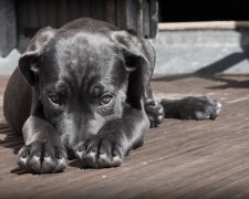 Пенсіонерка-шкуродерка відповість за вбивство собак на очах у дітей