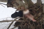 Скрін, відео YouTube