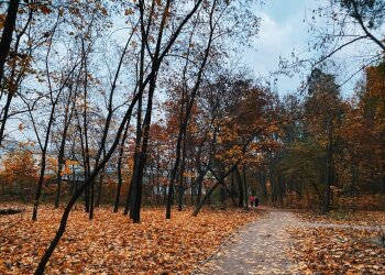 Лес, фото: Знай.ua