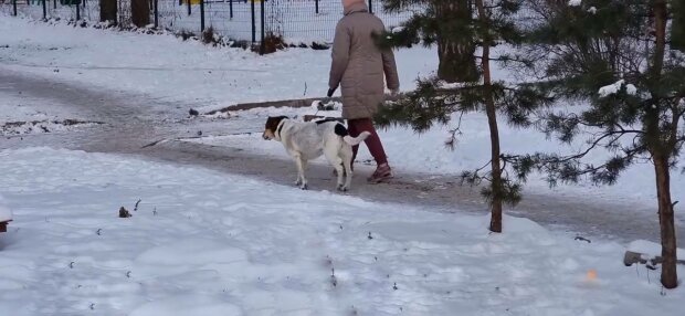 Прогулка с собакой, фото: скриншот из видео