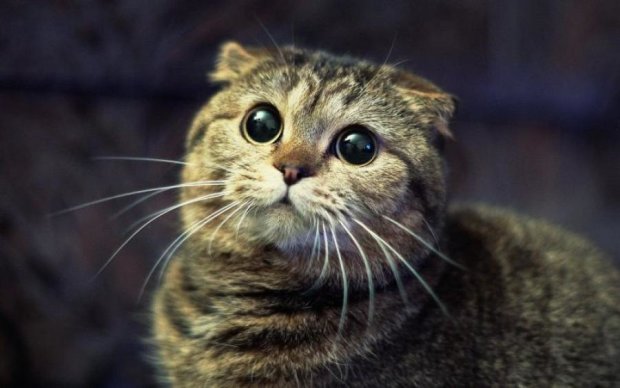 Очень неожиданно: в Германии кошка не смогла дать показания в суде