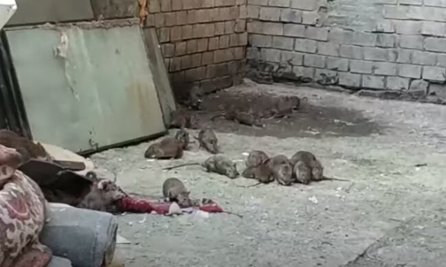 Щури в Одесі. скріншот з відео
