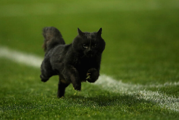 Чорна кішка, фото: Getty Images