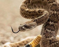 Господиню налякала півтораметрова гостя на підвіконнику