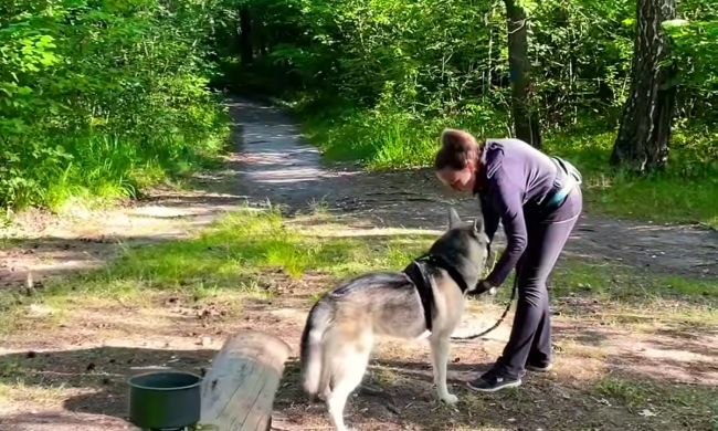 Прогулка с собакой. Фото: скрин youtube