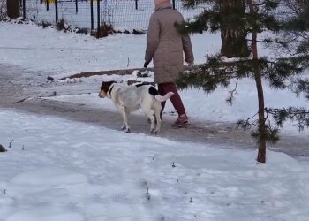 Прогулка с собакой, фото: скриншот из видео
