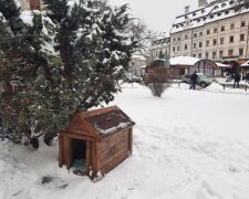 Небайдужі зробили буду для безпритульної собаки, фото з фейсбук