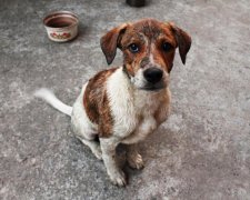 Ивано-Франковской собак закодируют