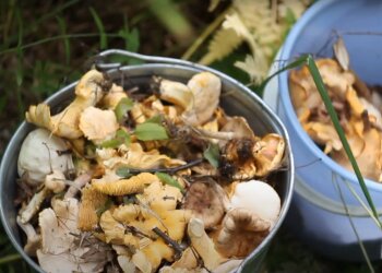 гриби, скріншот з відео