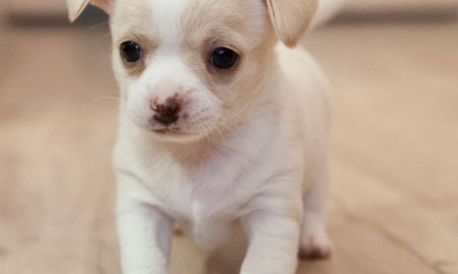 В сети показали самого маленького в мире песика: он меньше яблока