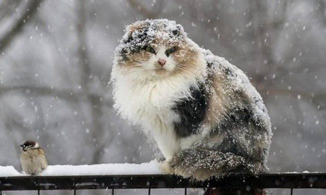 А казали, що весна