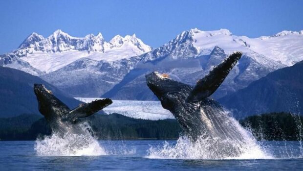 Горбатые киты Аляски, фото VeniVidi.ru