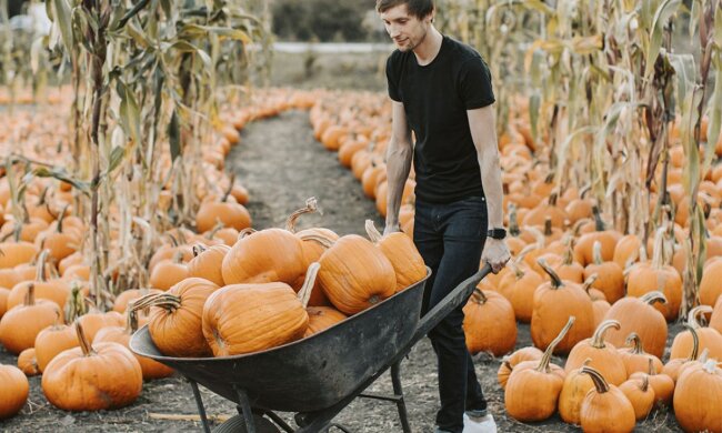 Мужчина перевозит урожай тыквы