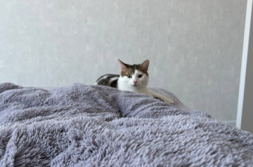 Котик, фото: Знай.ua