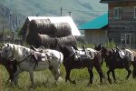 Тернополяни заманюють туристів чотириногою розвагою - і корисно, і екологічно